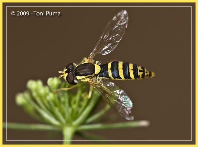 Sphaerophoria scripta (F.) - Syrphidae